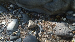 Thamnophis rufipunctatus