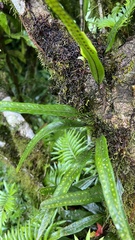 Pleopeltis crassinervata