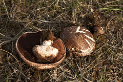 Agaricus cupreobrunneus