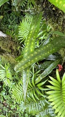 Pleopeltis crassinervata