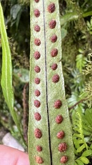 Pleopeltis crassinervata