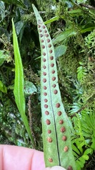 Pleopeltis crassinervata