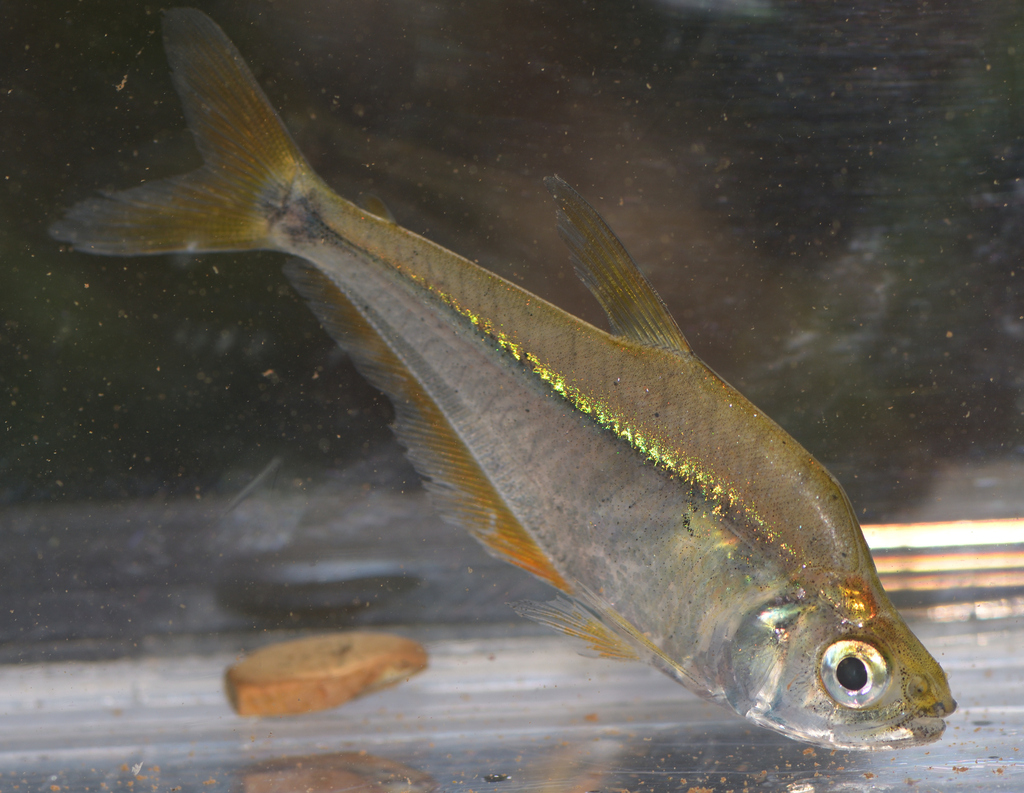 Roeboides bussingi