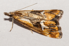 Glaucocharis interrupta