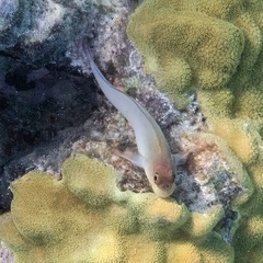 Ophioblennius macclurei