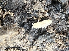 Haplophthalmus danicus