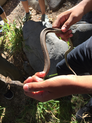 Narrowhead Garter Snake
