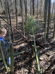 Phyllostachys bambusoides