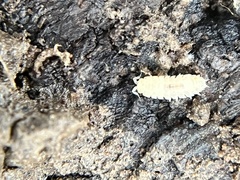 Haplophthalmus danicus