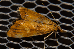 Glaucocharis leucoxantha