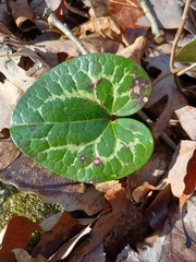 Hexastylis shuttleworthii
