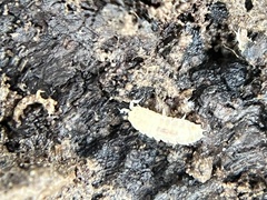 Haplophthalmus danicus