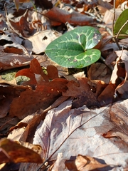 Hexastylis shuttleworthii
