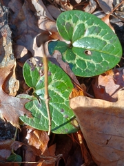Hexastylis shuttleworthii