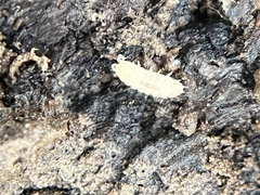 Haplophthalmus danicus