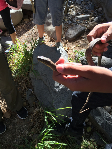 Narrowhead Garter Snake