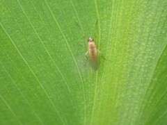 Lonchoptera bifurcata