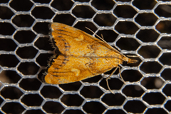 Glaucocharis leucoxantha