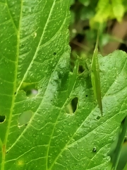 Atractomorpha lata