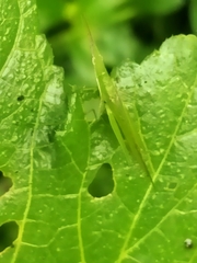 Atractomorpha lata