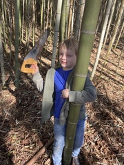 Phyllostachys bambusoides