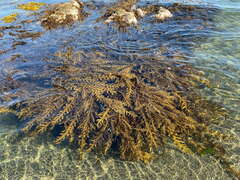 Carpophyllum maschalocarpum