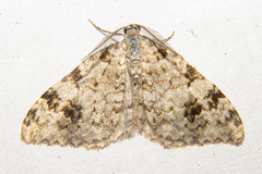 Helastia alba