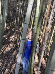 Phyllostachys bambusoides