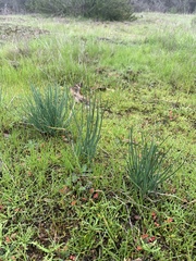 Allium haematochiton