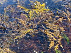 Carpophyllum maschalocarpum