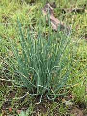 Allium haematochiton