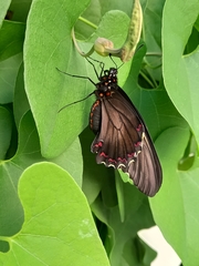 Battus polydamas polydamas