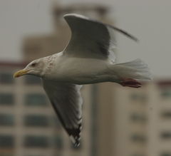 Larus argentatus vegae
