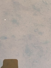 Branchinecta sandiegonensis