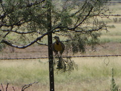 Sturnella magna lilianae