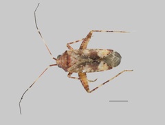 Phytocoris matocqi