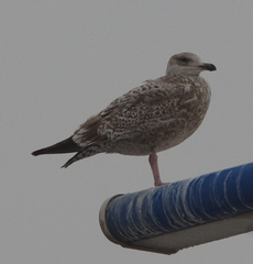 Larus argentatus vegae