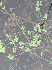 Callitriche marginata
