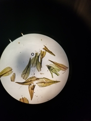 Schistidium rivulare