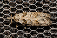 Heterocrossa gonosemana