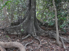 Diospyros sylvatica