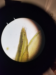 Schistidium rivulare