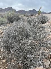 Coleogyne ramosissima