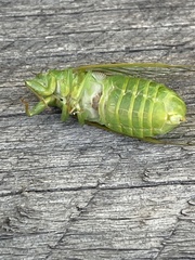 Chlorocysta vitripennis