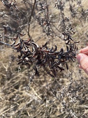 Indigofera suffruticosa