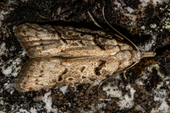 Heterocrossa gonosemana