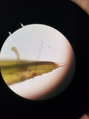 Schistidium rivulare