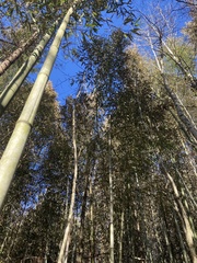 Phyllostachys bambusoides