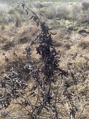 Indigofera suffruticosa
