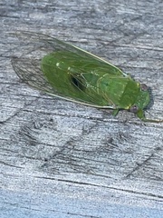 Chlorocysta vitripennis